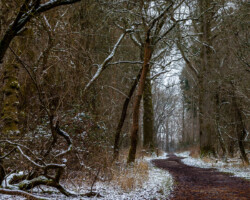 Ickworth Park, Suffolk