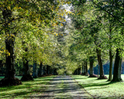 Avenue of Trees, Suffolk