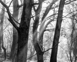 Woodland Scene, Suffolk