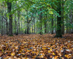 Knettishall Heath, Suffolk