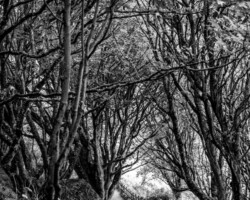 Coastal Path, St Ives, Cornwall
