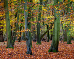 Ickworth Park, Suffolk