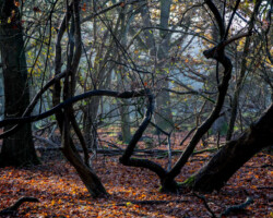 Old Broom - Autumn III