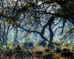 Old Broom - Autumn IV