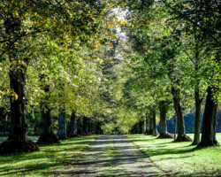 Avene of Trees