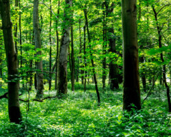 Knettishall Heath