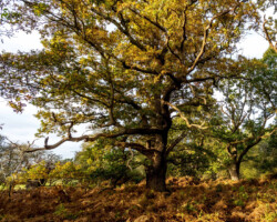 Old Broom Oak