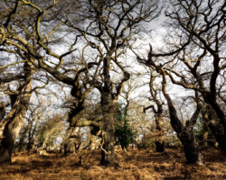 Old Broom Woodland I
