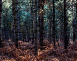 Rendlesham Forest