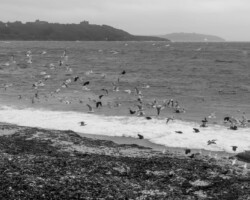 Swanpool Beach