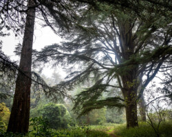 Woodland Walk
