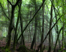 Canonteign Falls, Devon