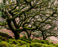 Wistman Wood, Devon I