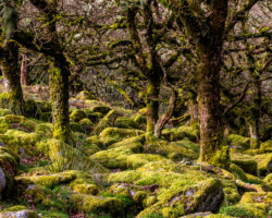 Wistman Wood, Devon II